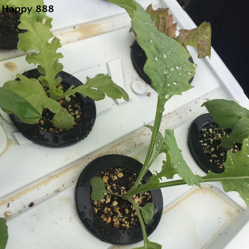 25 Pieces Of Hydroponic Basket - Food Storage Plants avaliação e preço