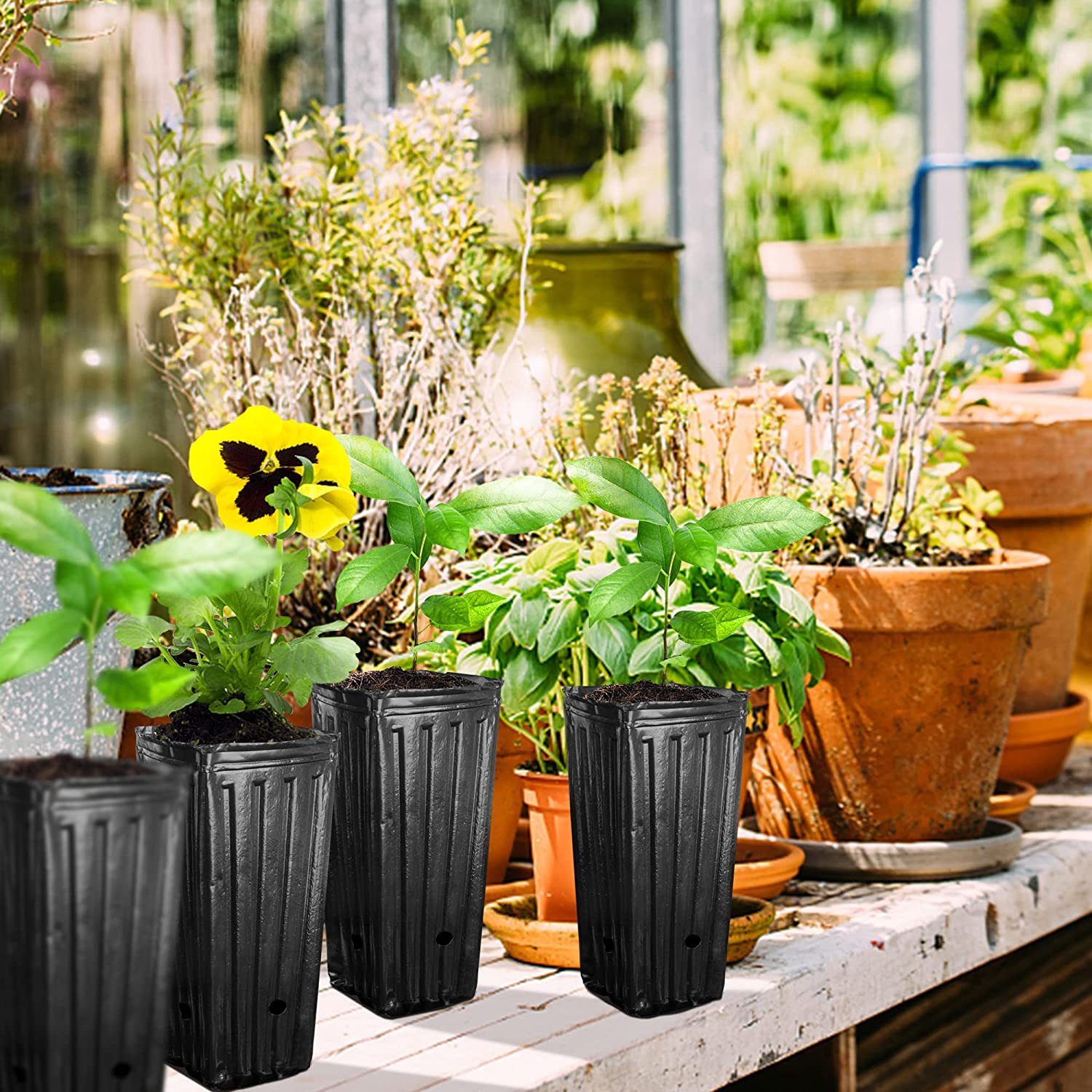 10Pcs Tall Square Plant Seedin - Food Storage Plants avaliação e preço