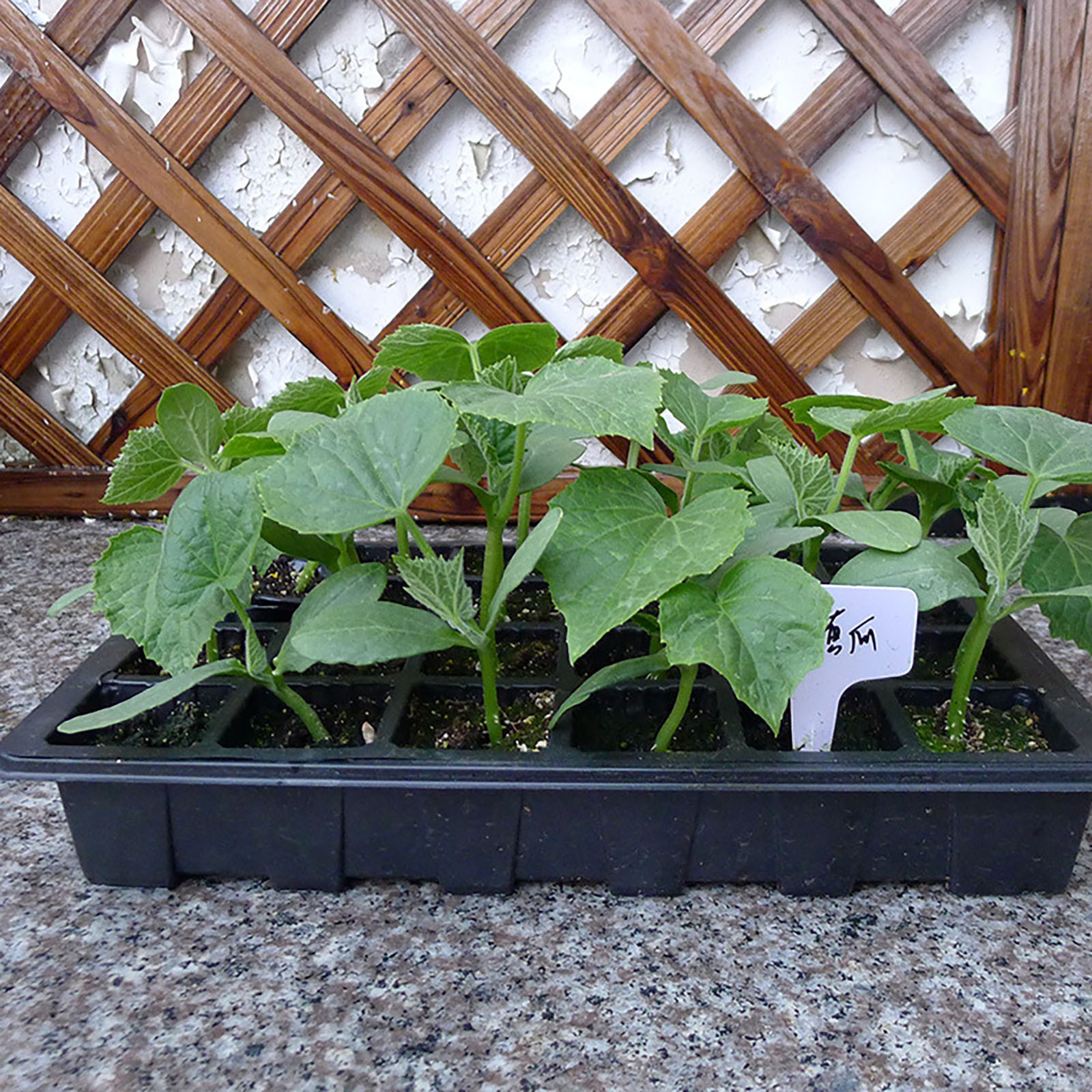 24 Cells Seedling Tray Germina - Food Storage Plants avaliação e preço