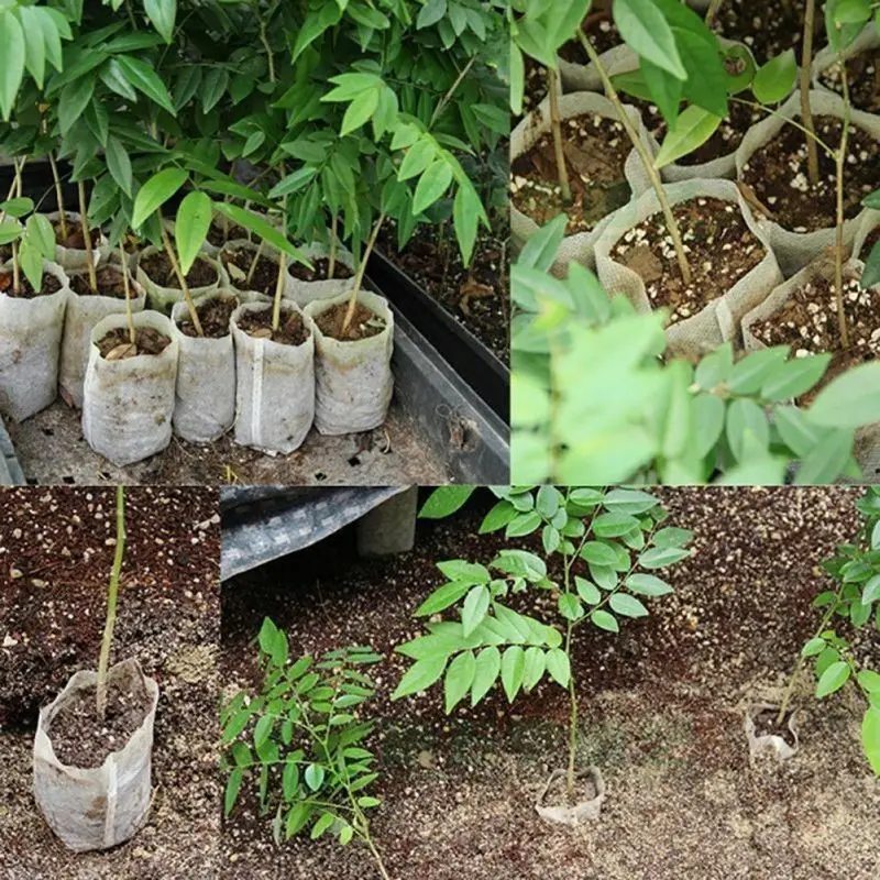 25/50/100pcs Different Sizes N - Food Storage Plants avaliação e preço